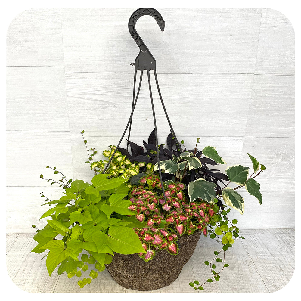 Hanging Basket Shade Coleus