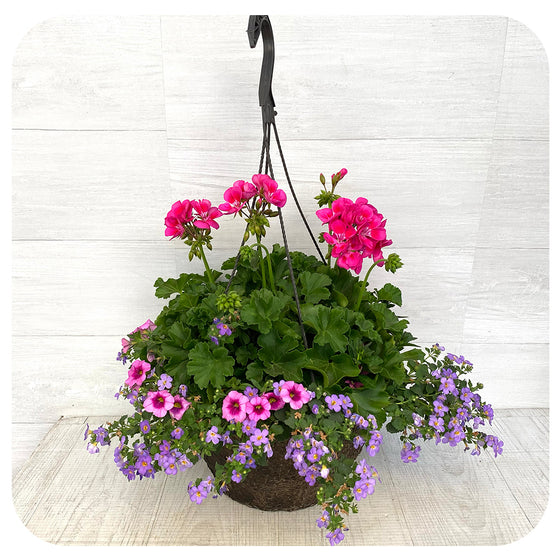 Hanging Basket Sun -Two tone Pink with Blue Bacopa and pink Calibrachoa