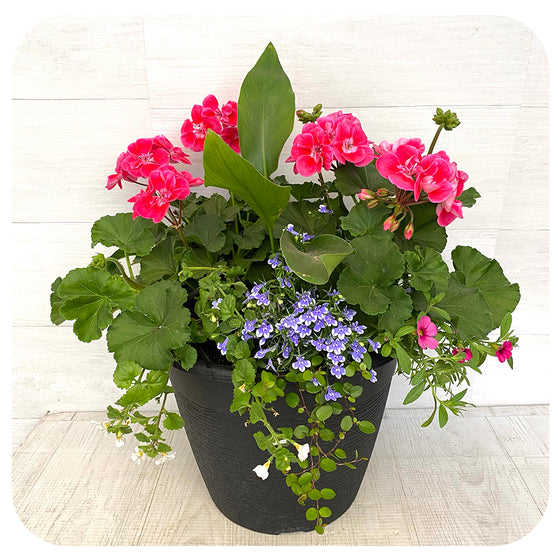 Sun arrangement round - Two tone Geranium with Blue Lobelia and Pink Calibrachoa