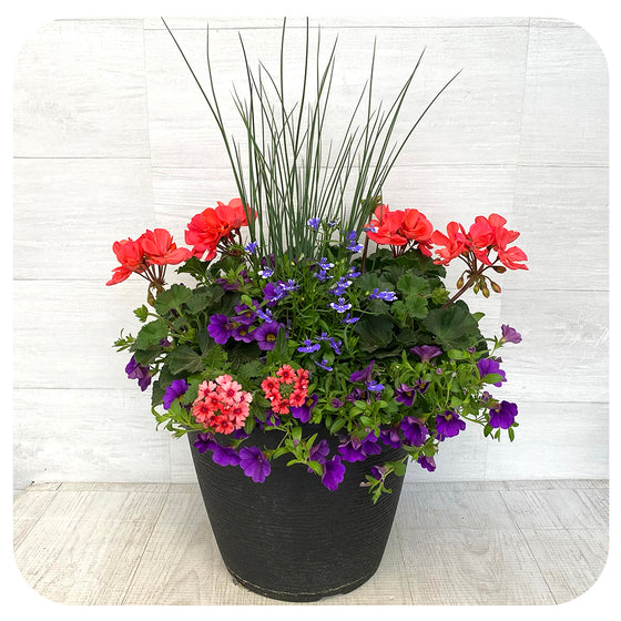 Sun arrangement round - Coral and Blue Mix