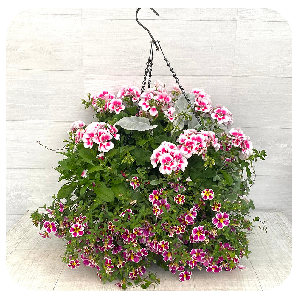 Moss Hanging Basket Sun - Pink  Splash Mix