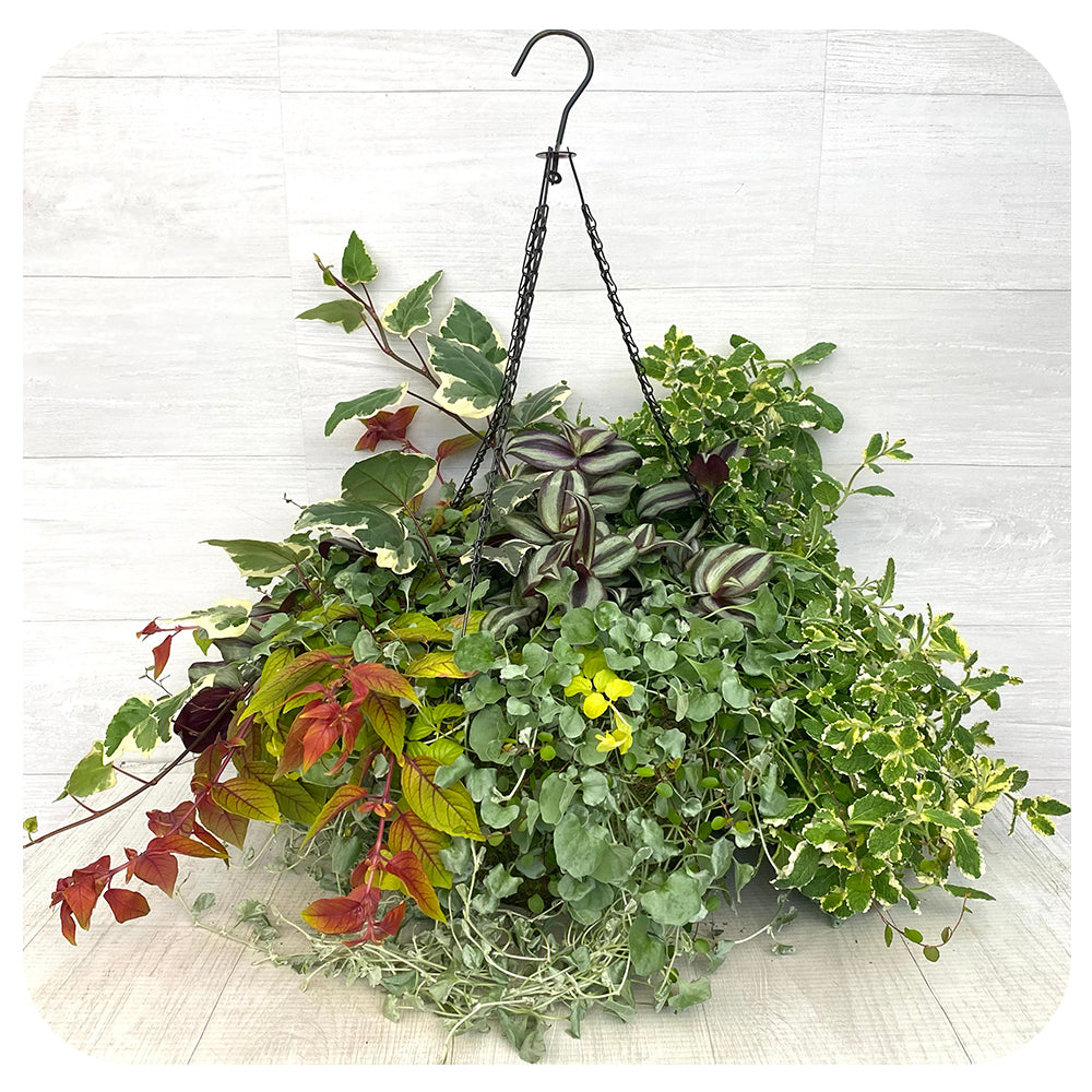 Moss Hanging Basket Shade Foliage Mix
