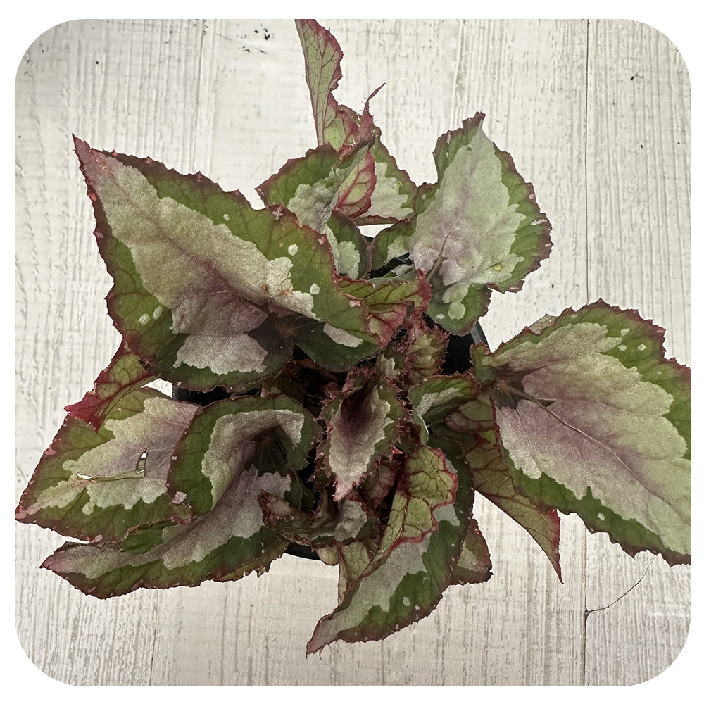Rex Begonia - Silver Multi
