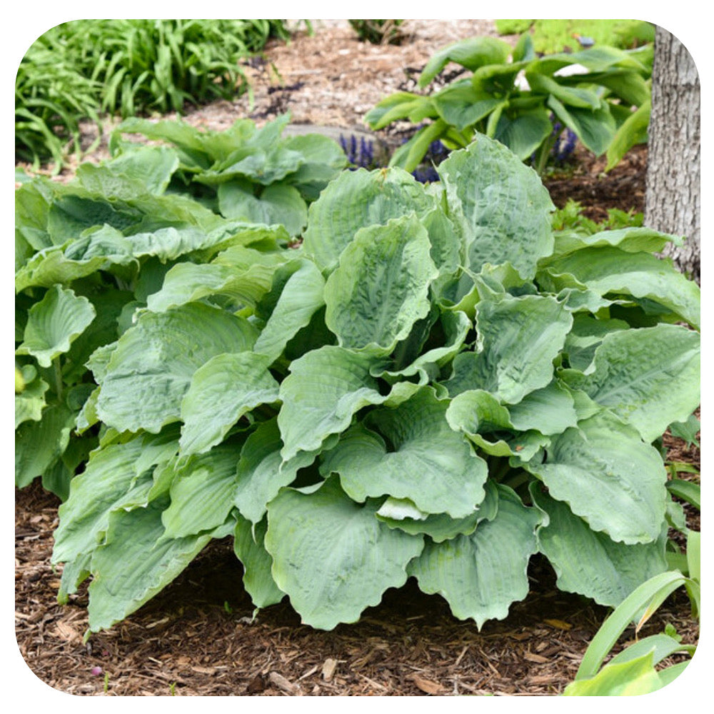 Hosta 'Diamond Lake' by Proven Winners