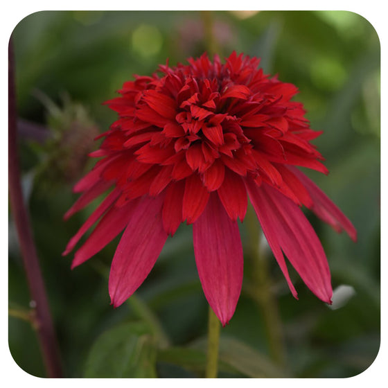 Echinacea 'Double Scoop Strawberry Deluxe'