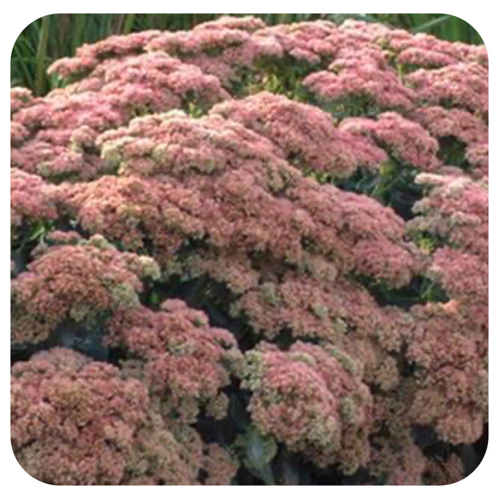 Sedum 'Autumn Fire'