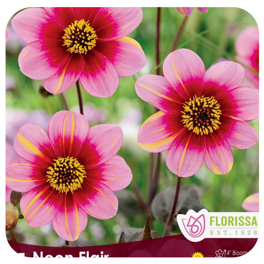 Dahlia Bulb 'Neon Flair' (Bronzeleaf Mignon)