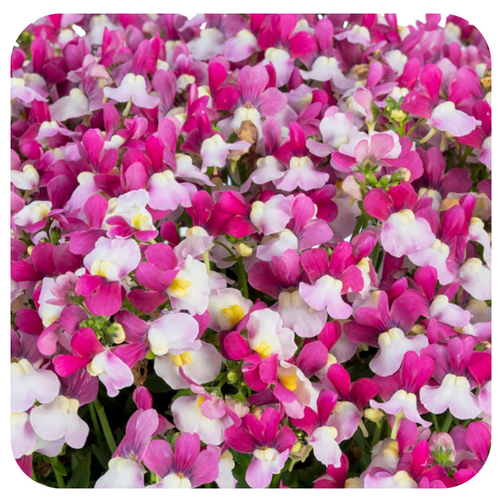 Nemesia