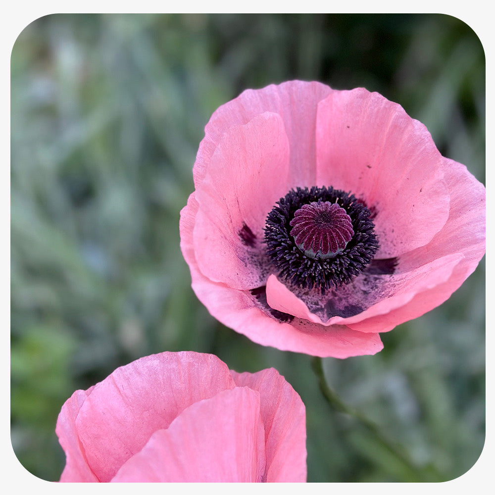 Oriental Poppy 'Princess Victoria Louise' (Papaver orientale)