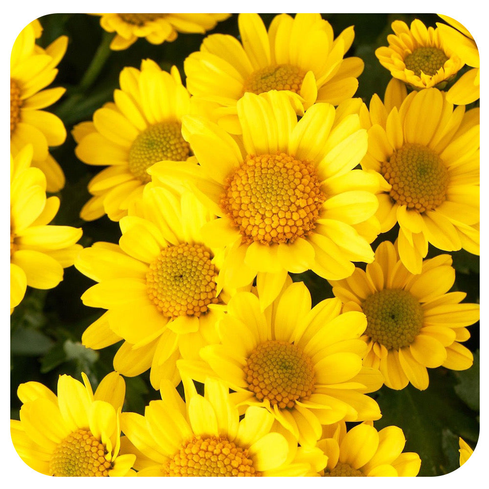 Fleurette Chrysanthemum (Mums)