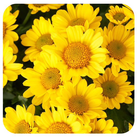 Fleurette Chrysanthemum (Mums)