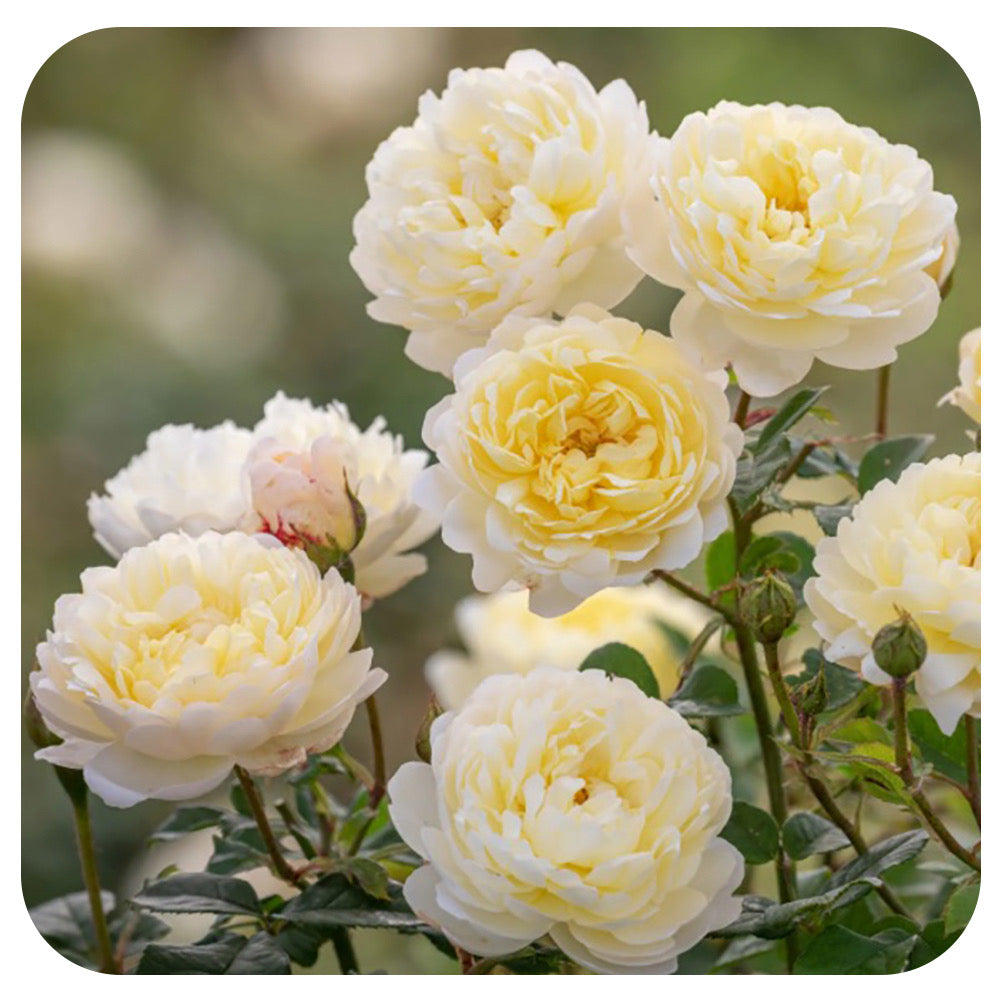 Nye Bevan Rose by David Austin