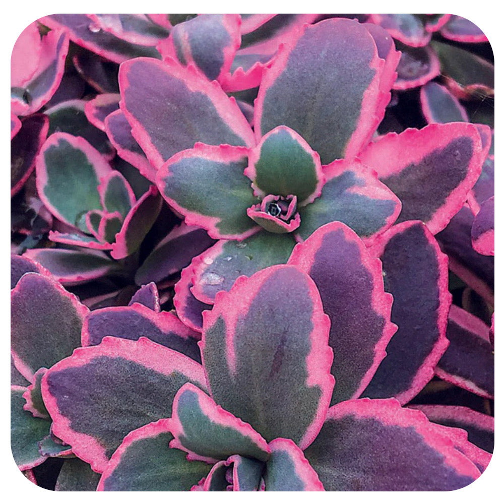 Sedum SUNSPARKLER ‘Dream Dazzler'