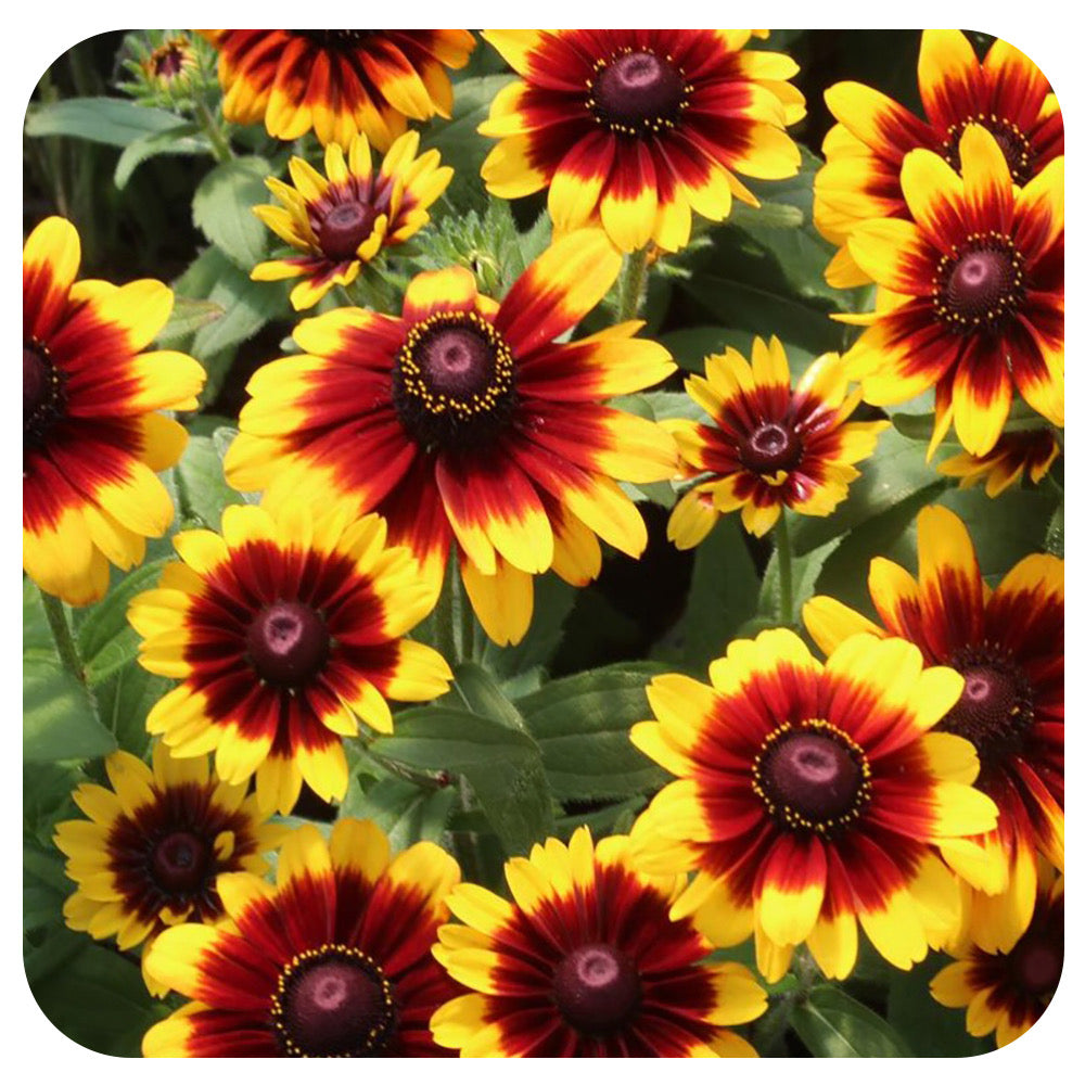 Rudbeckia hirta 'Toto Rustic'