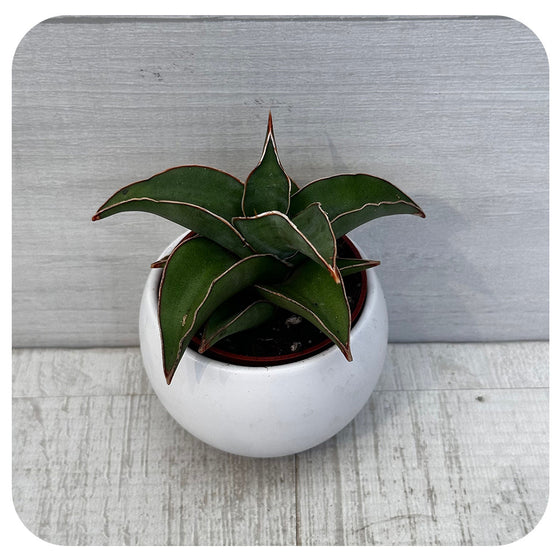 Mini Snake Plant ‘Samurai’ (Sansevieria)
