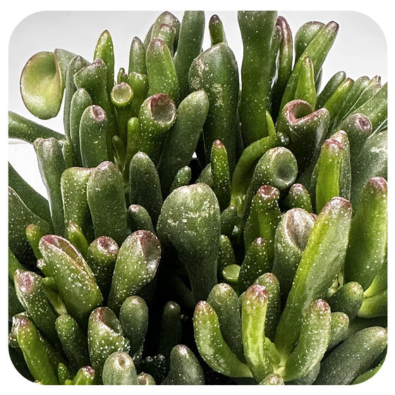 Jade 'Hobbit'  (Crassula Ovata)