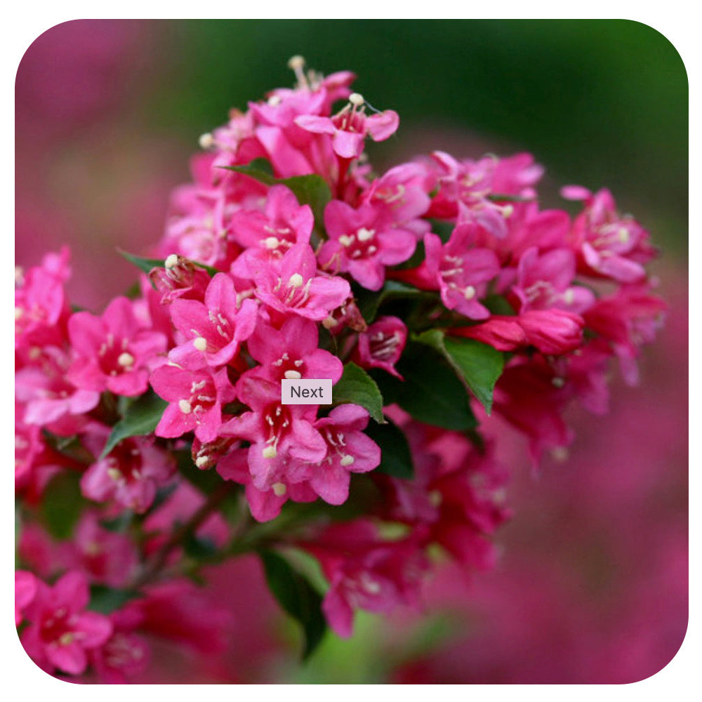 Weigela 'Sonic Boom Pink' by Proven Winners (Weigela florida 'Bokrasopin)