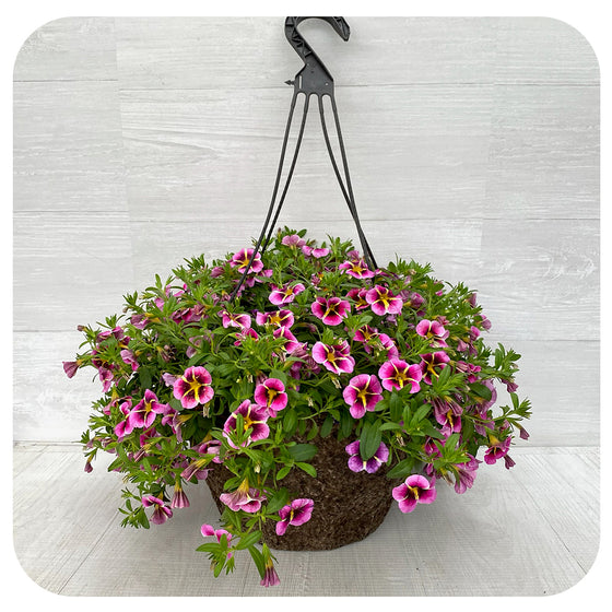 Hanging Basket Sun - Calibrachoa Pink Star