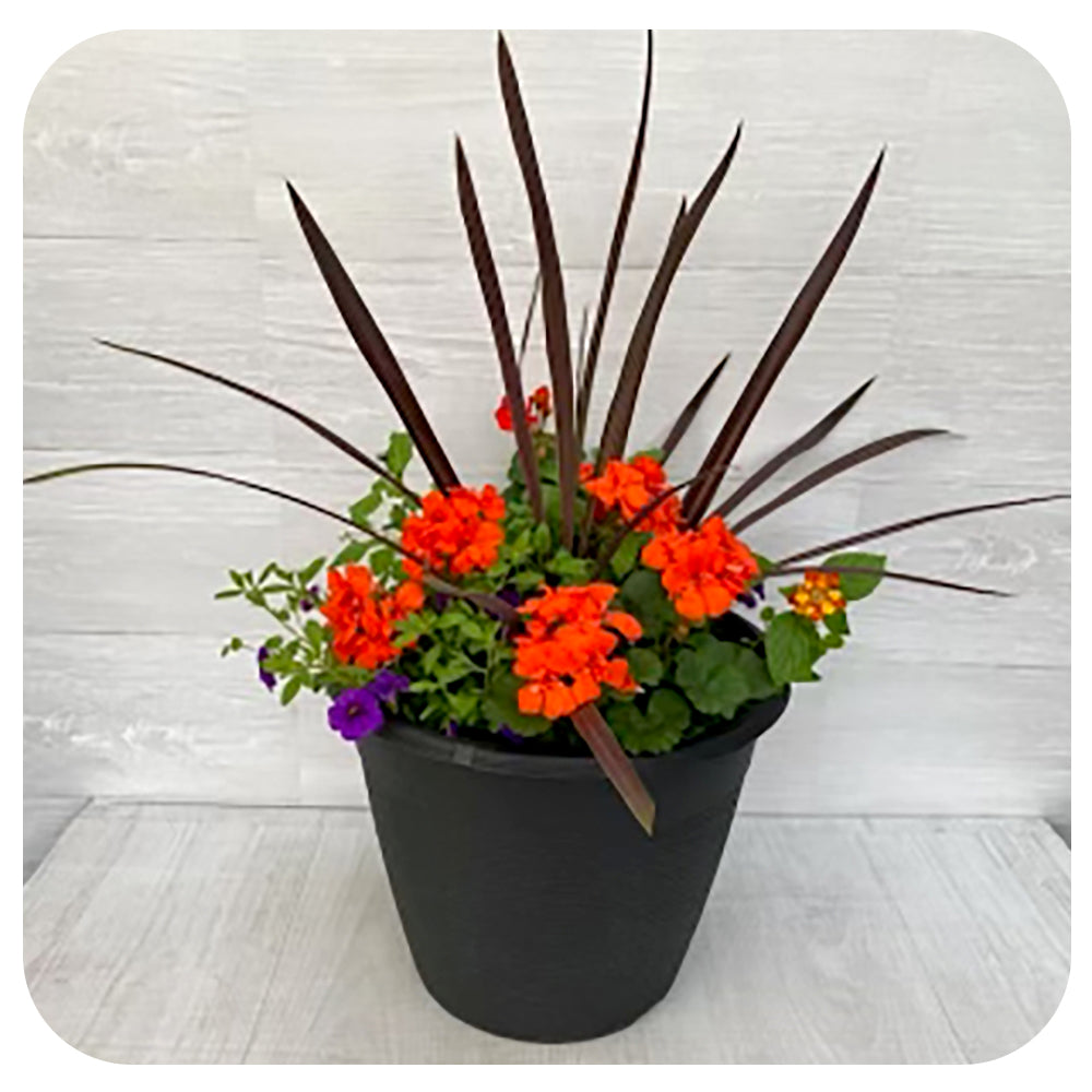 Sun arrangement round - Orange Geranium with Blue Calibrachoa  and Lantana