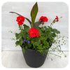 Sun arrangement round - Red Geranium with Blue lobelia and Canna Lily