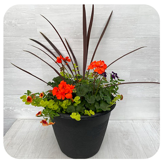 Sun arrangement round - Orange Geranium with Orange Calibrachoa