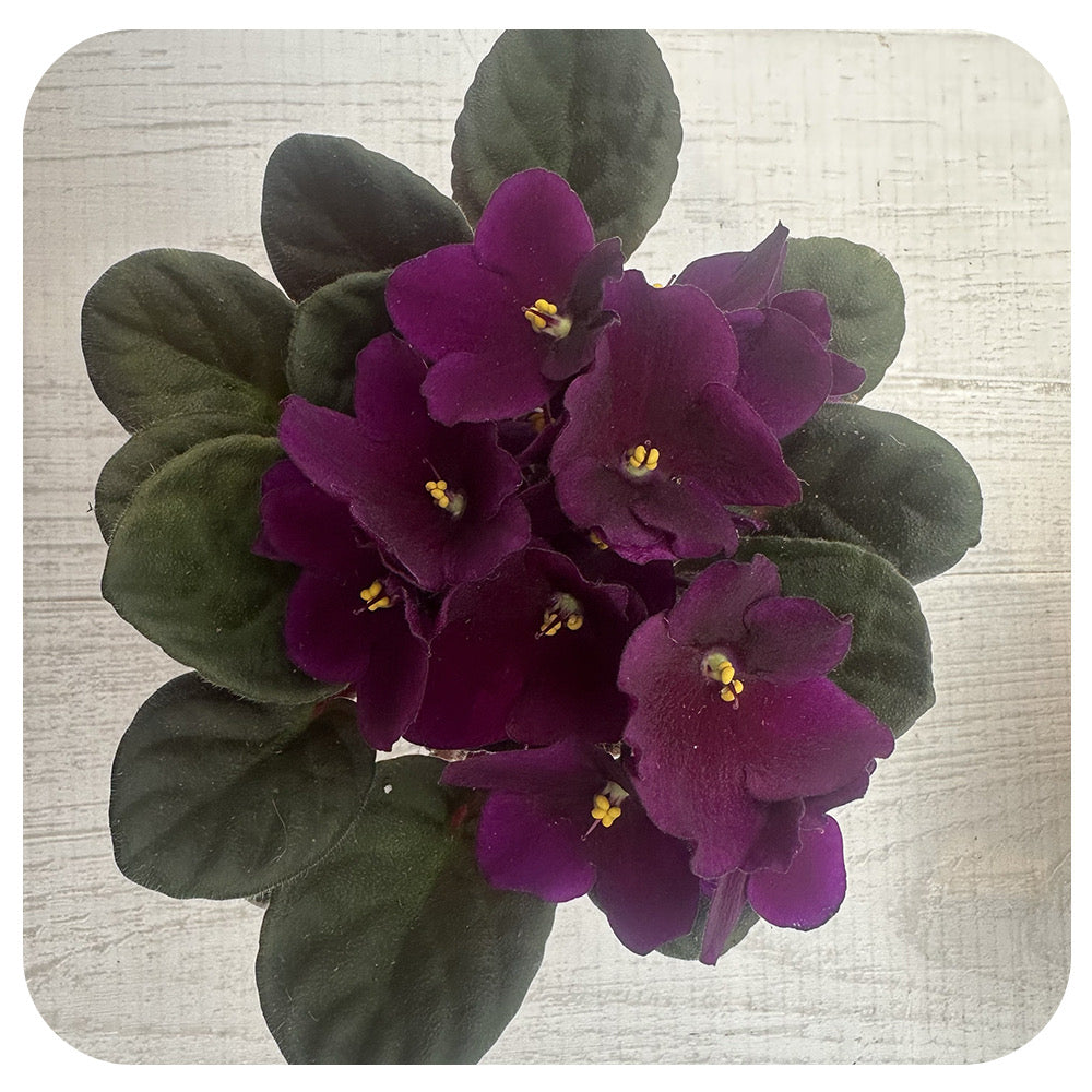 African Violets (Saintpaulia)