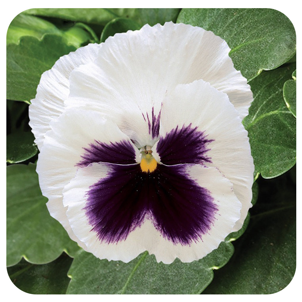 Pansy