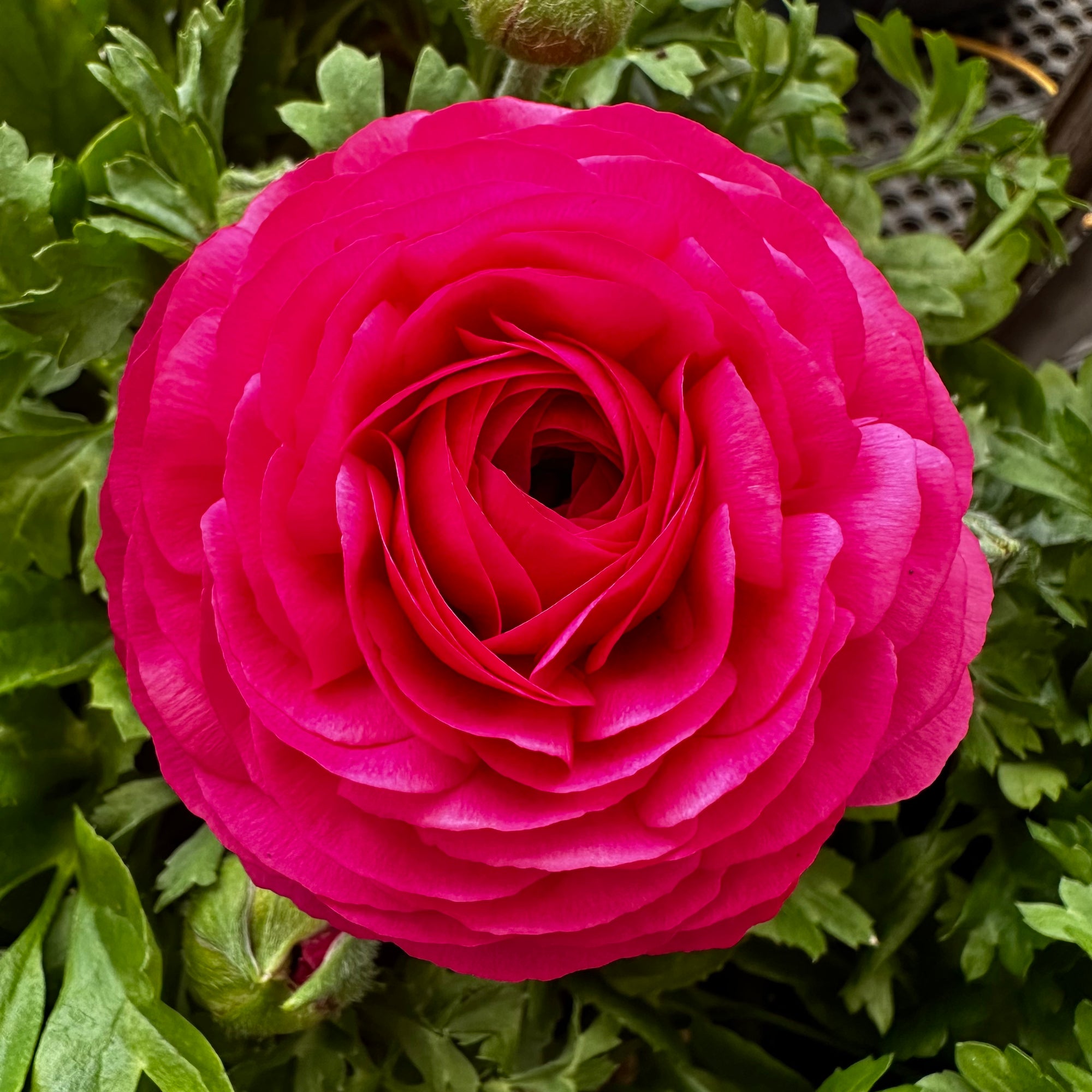 Ranunculus Bowl