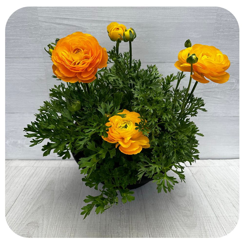Ranunculus Bowl