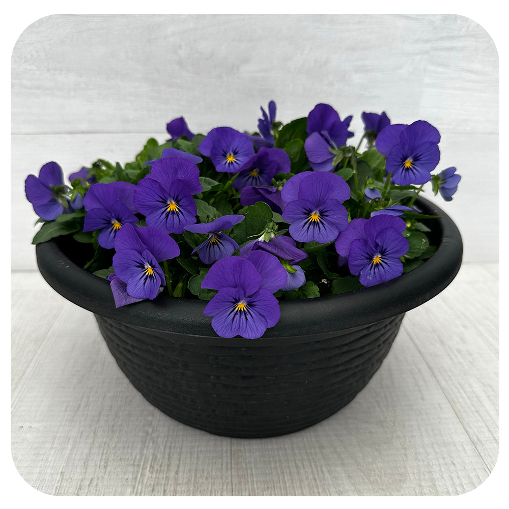 Viola Bowl