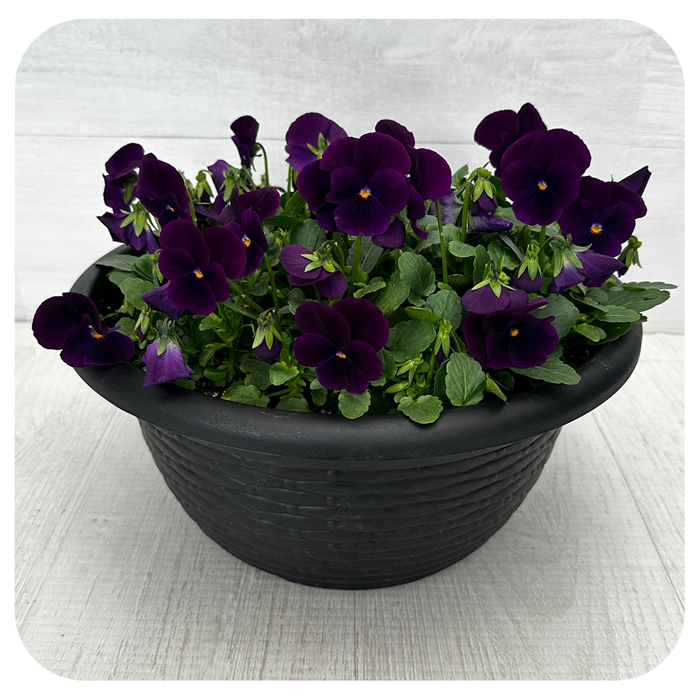 Viola Bowl