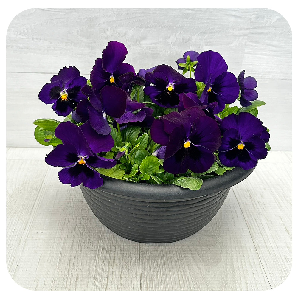Pansy Bowl