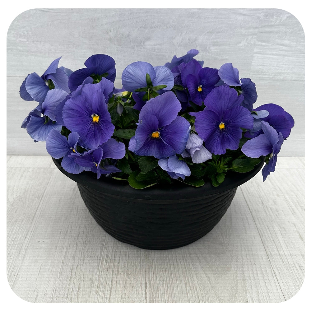 Pansy Bowl