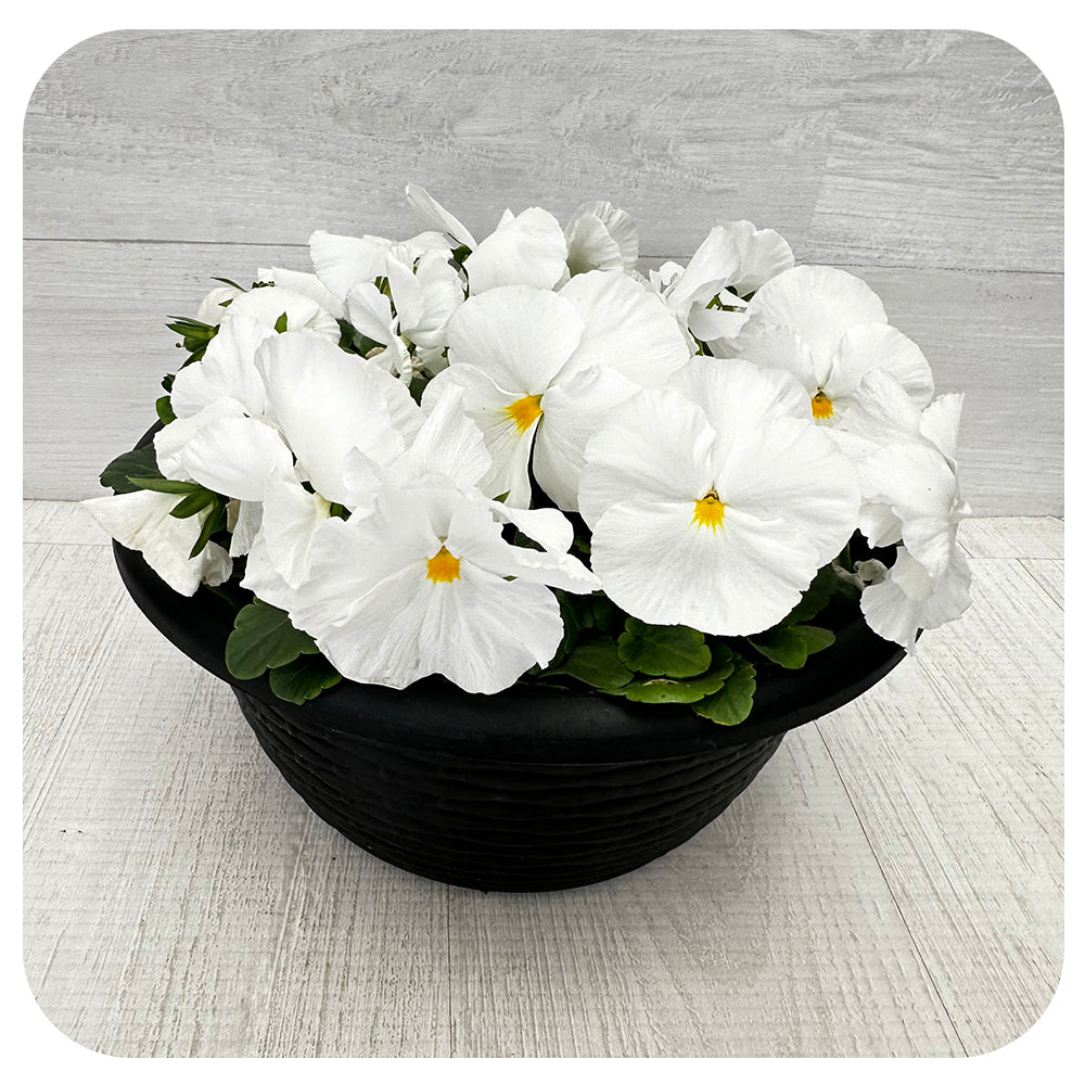 Pansy Bowl