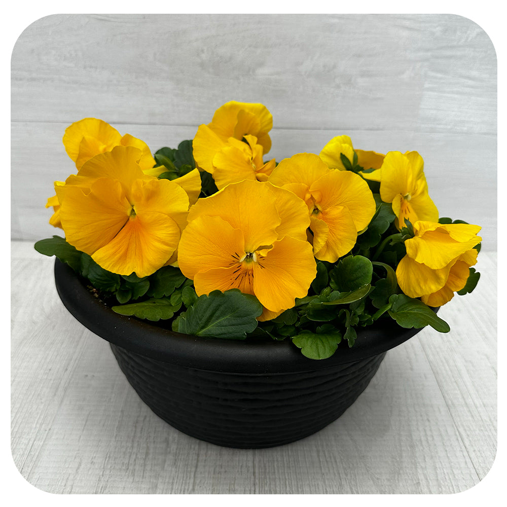 Pansy Bowl