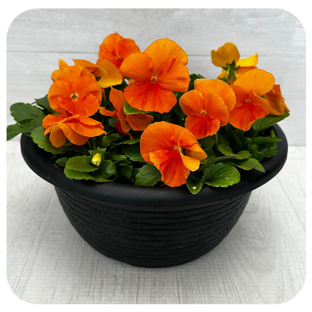 Pansy Bowl