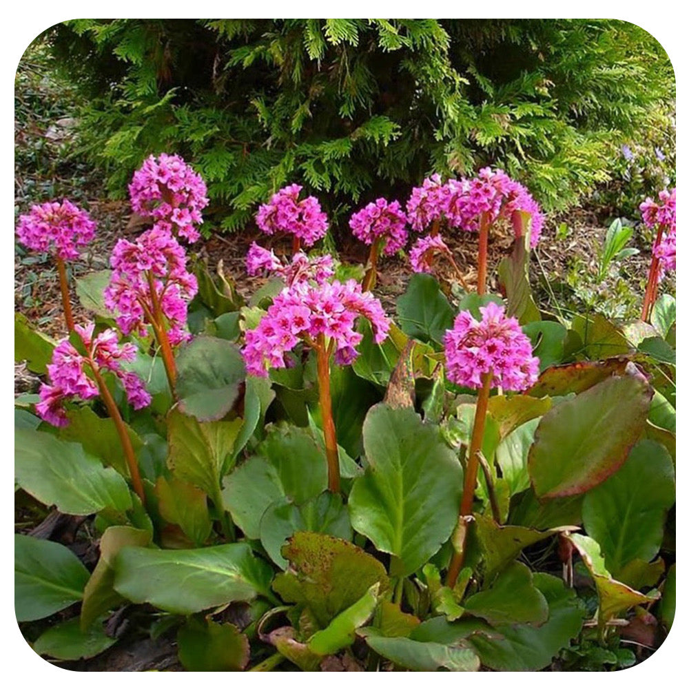 Bergenia cordfolia