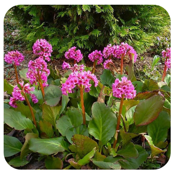 Bergenia cordfolia