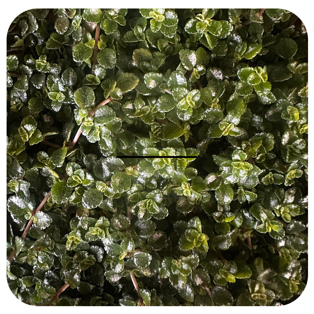 Pilea Depressa 'Sao Paulo'