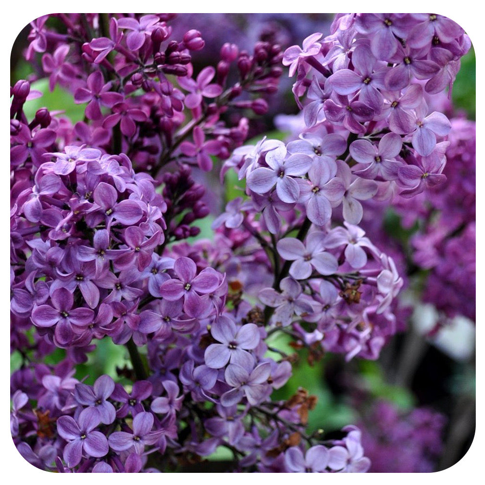 Lilac 'Declaration'