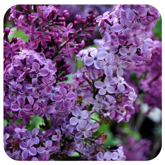 Lilac 'Declaration'