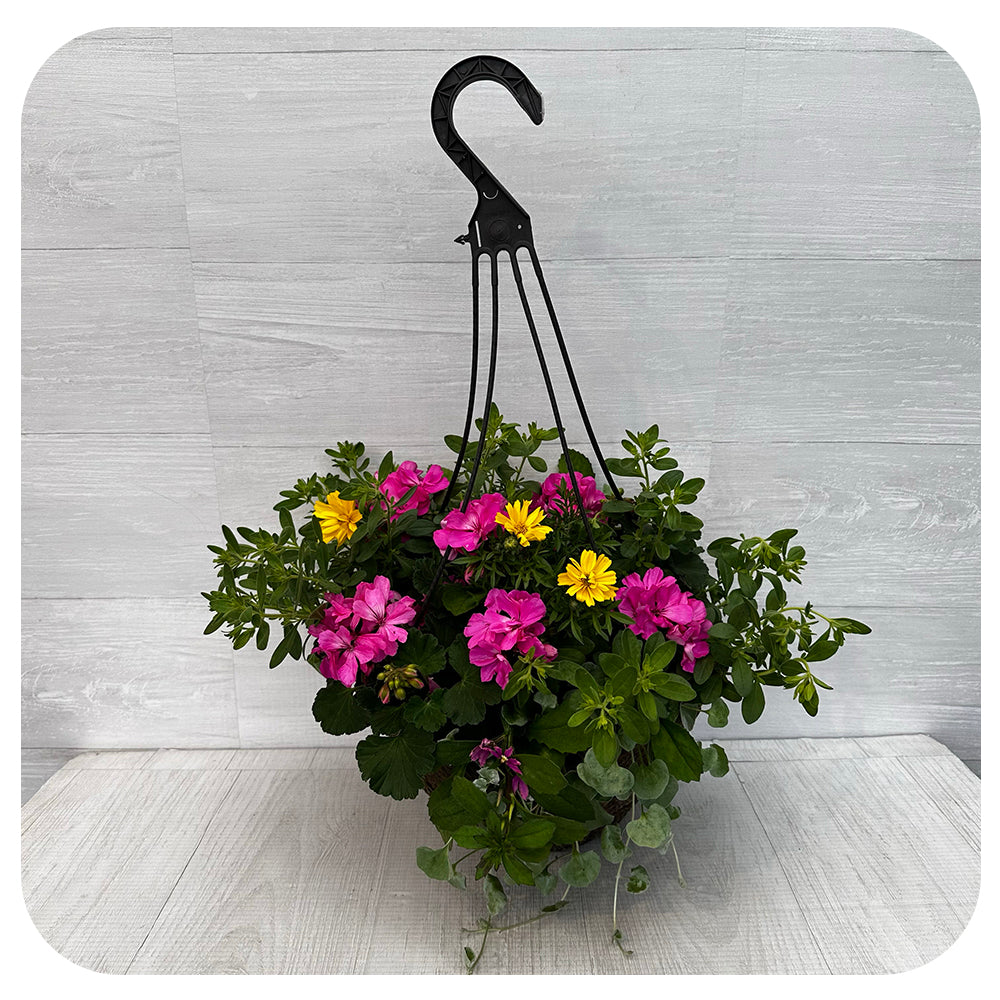 Hanging Basket Sun - Pink with Yellow Bidens and White Calibrachoa
