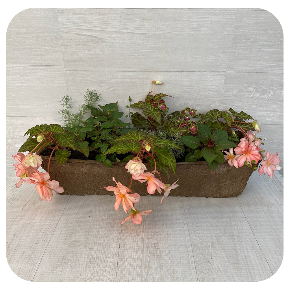 Window Box Shade - Soft Peach Mix