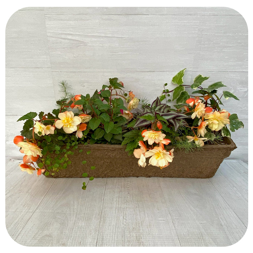 Window Box Shade- Bright Peach Mix