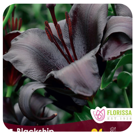 Asiatic Lily Bulb 'Blackship'