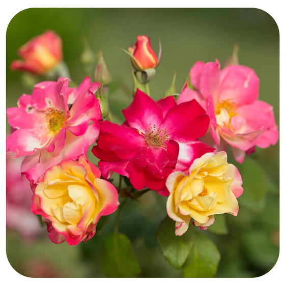 Campfire Rose (First Edition)