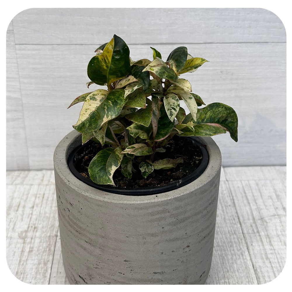 Ficus Rubber Multi_Coloured Variegated