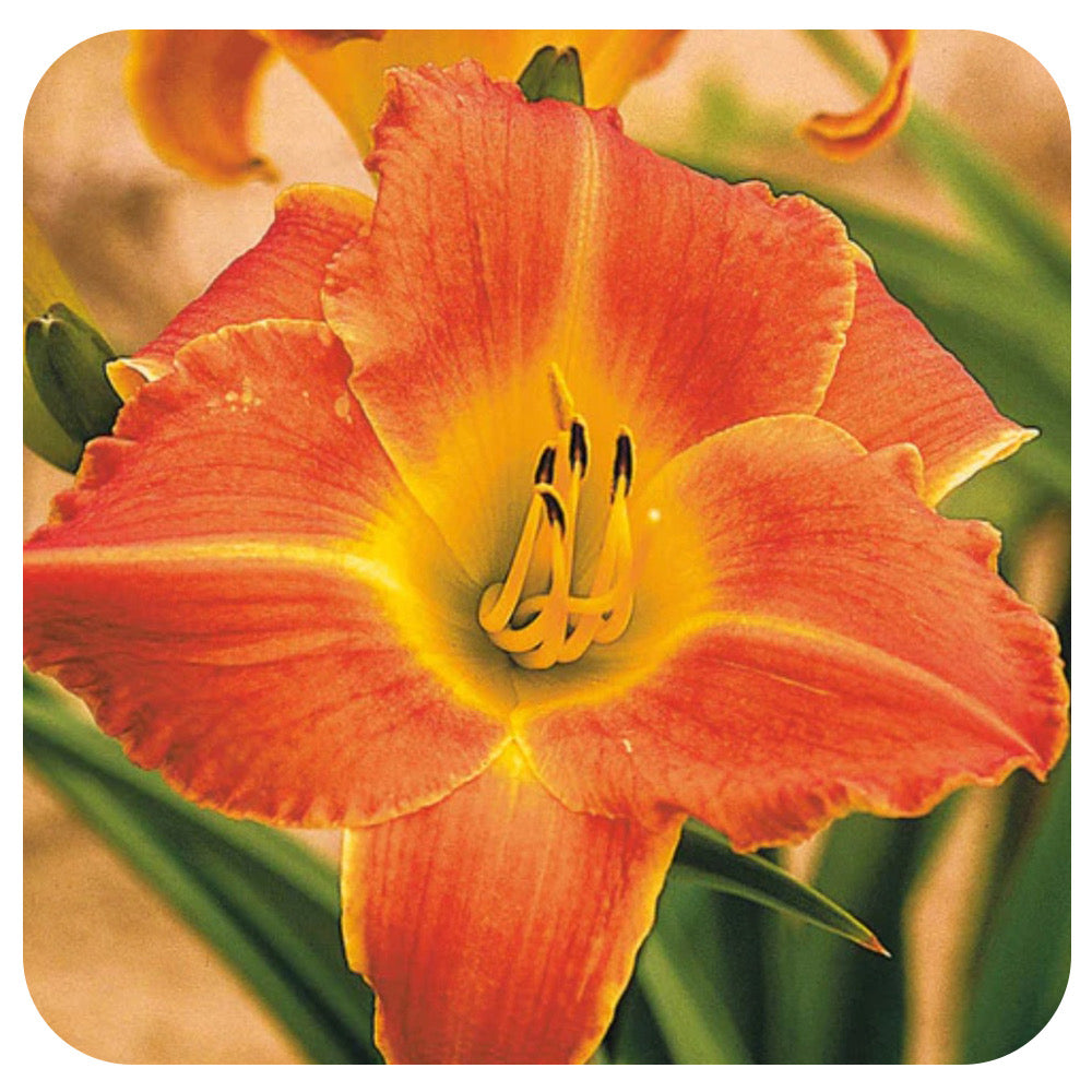 Daylily 'Bright Sunset' (Hemerocallis)