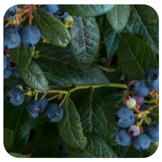 Bushel & Berry 'Pepetua' Blueberry