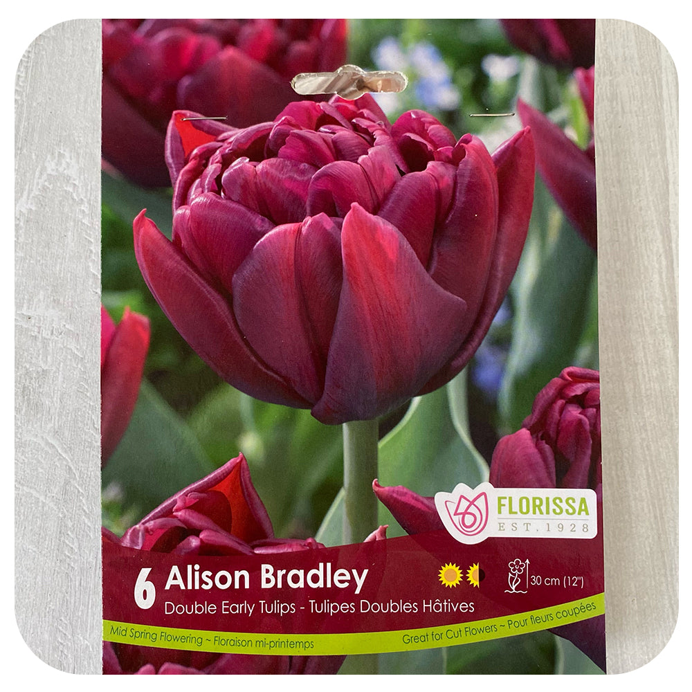 Tulip 'Alison Bradley'